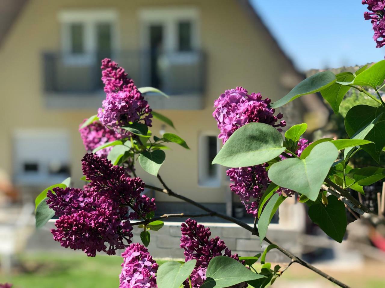 Juno Apartman Vendeghaz Мисколк Екстериор снимка